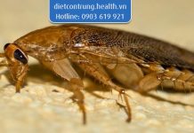 Cách nhận biết công ty diệt gián Đức chất lượng công ty diệt gián đức